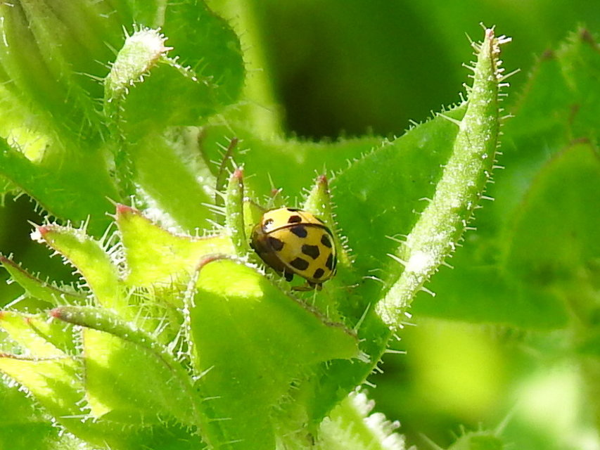 Propylea quatuordecimpunctata - tizennégypettyes füsskata