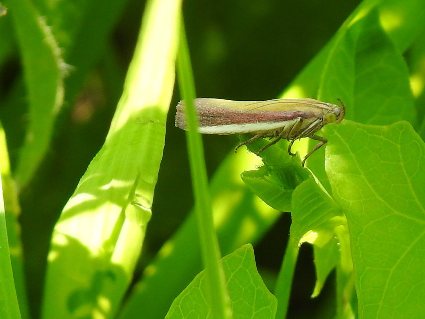 Oncocera semirubella - lucernamoly