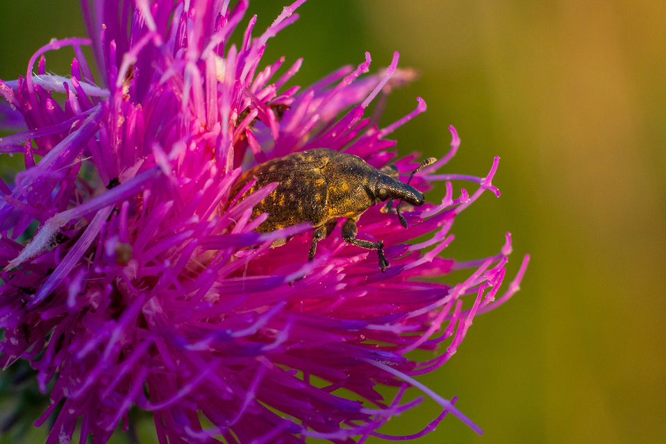 Larinus turbinatus - kúposorrú púderbarkó