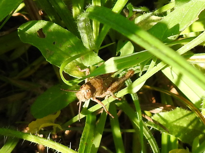 Calliptamus italicus - olaszsáska