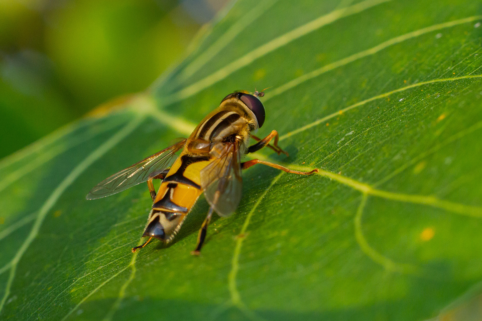 Helophilus trivittatus - nagy mocsárilégy