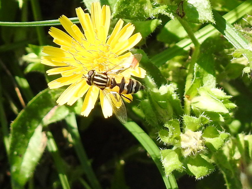 Helophilus trivittatus - nagy mocsárilégy