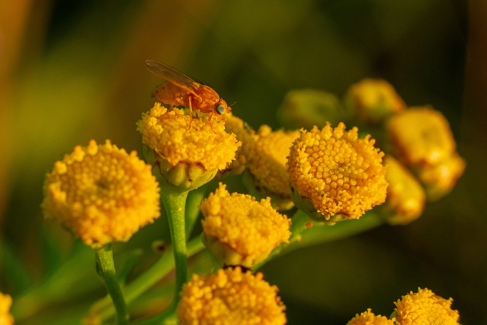 Lauxaniidae - pudvalegyek