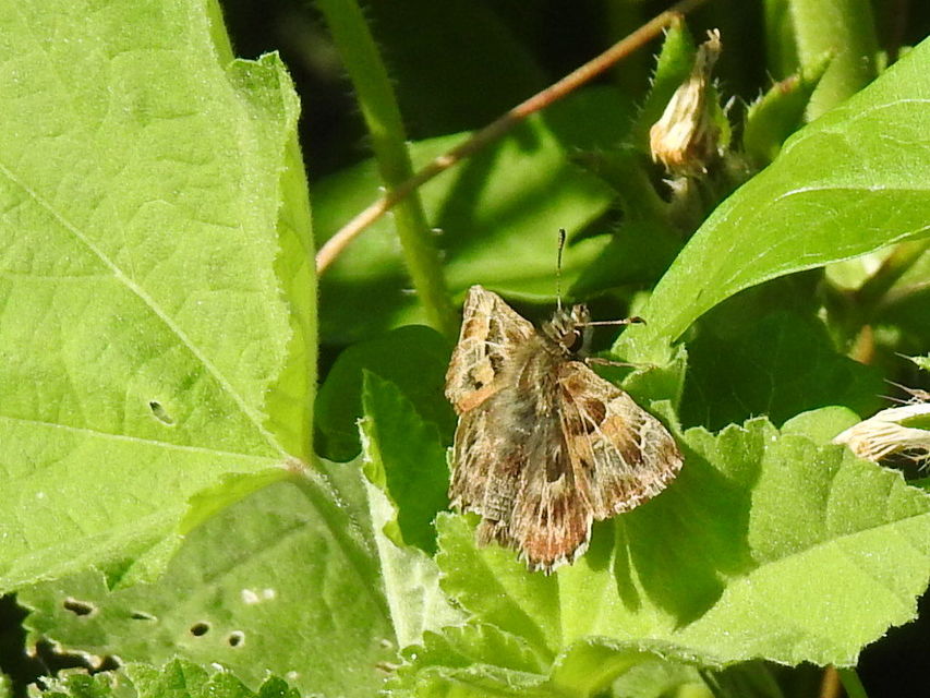Carcharodus alceae - mályva-busalepke