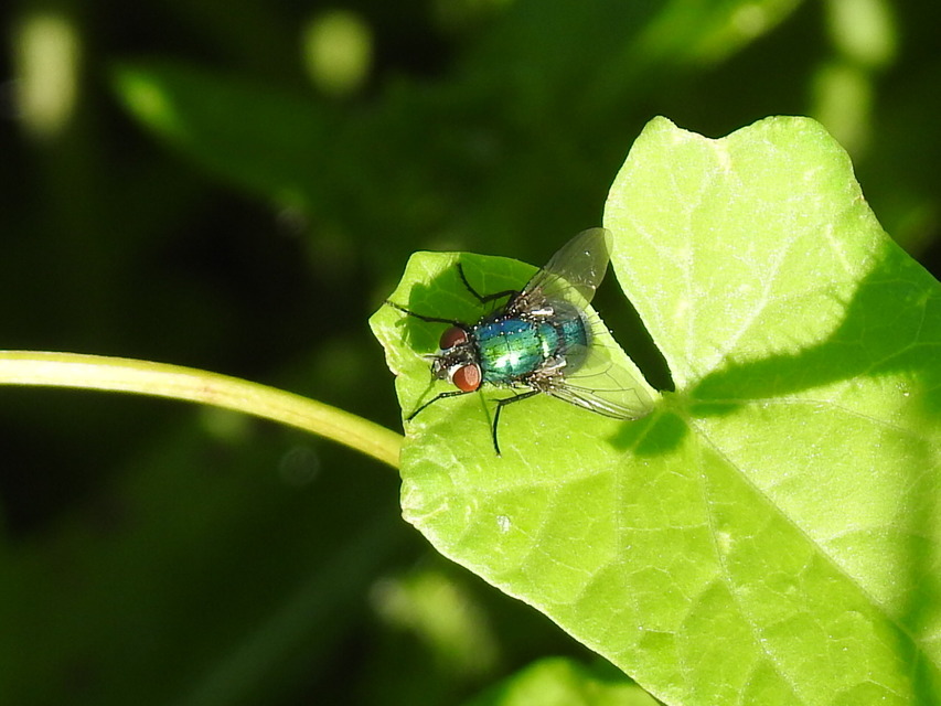 Lucilia