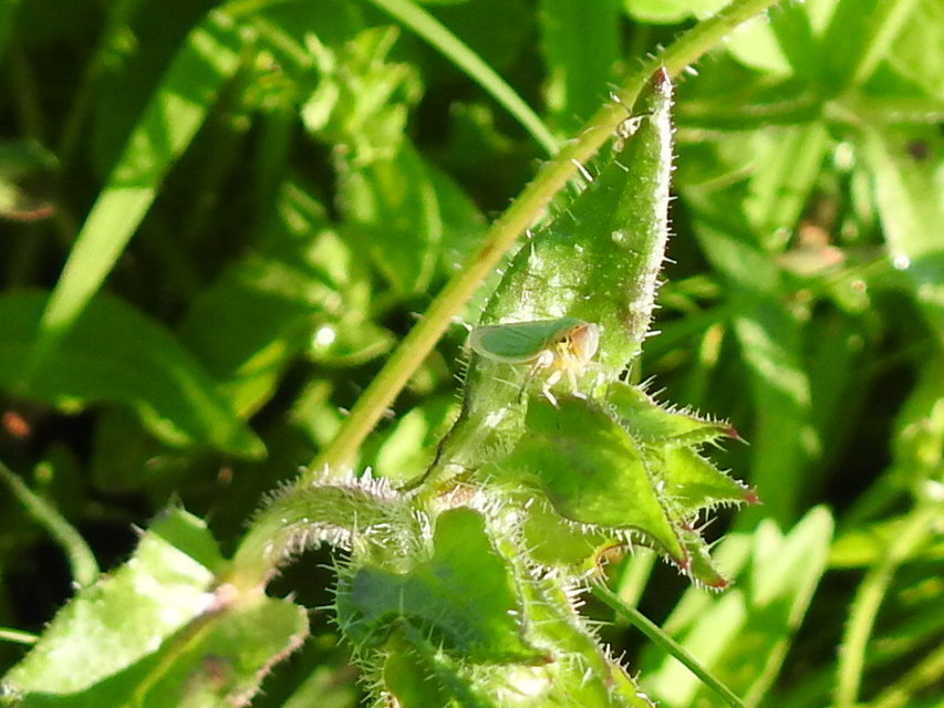 Cicadella viridis - méregzöld kabóca