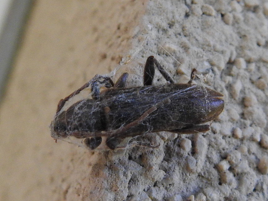 Trichoferus campestris - szállóvendég éjicincér