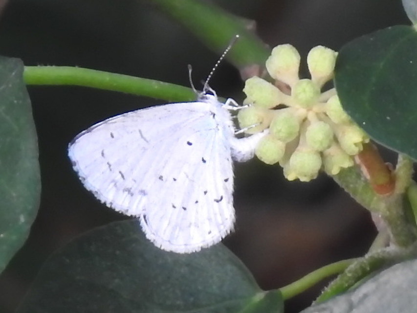 Celastrina argiolus - bengeboglárka