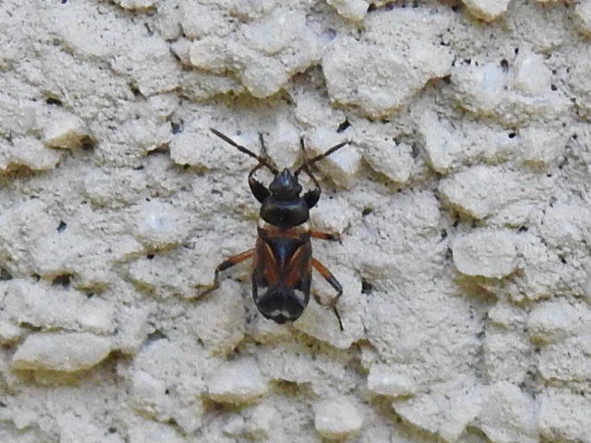 Raglius alboacuminatus - tarka díszesbodobács