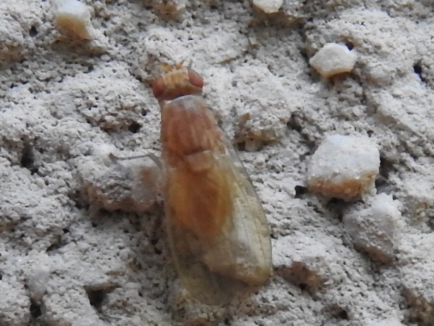 Lauxaniidae - pudvalegyek