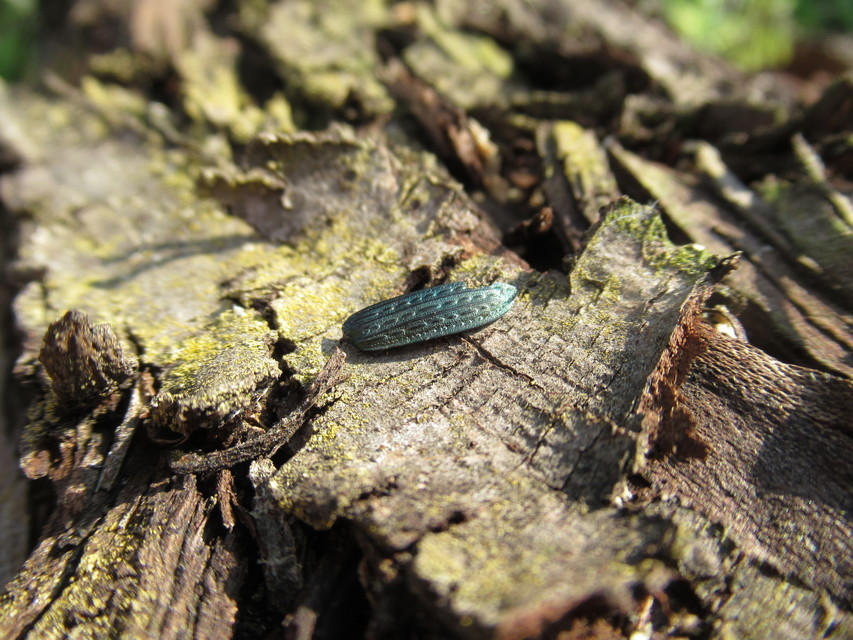 Carabus granulatus - mezei futrinka