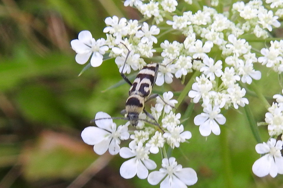 Chlorophorus varius - díszes darázscincér