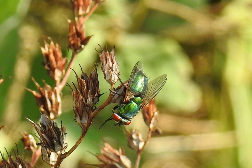 Lucilia sericata - selymes döglégy
