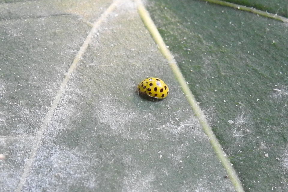 Psyllobora vigintiduopunctata - huszonkétpettyes katica