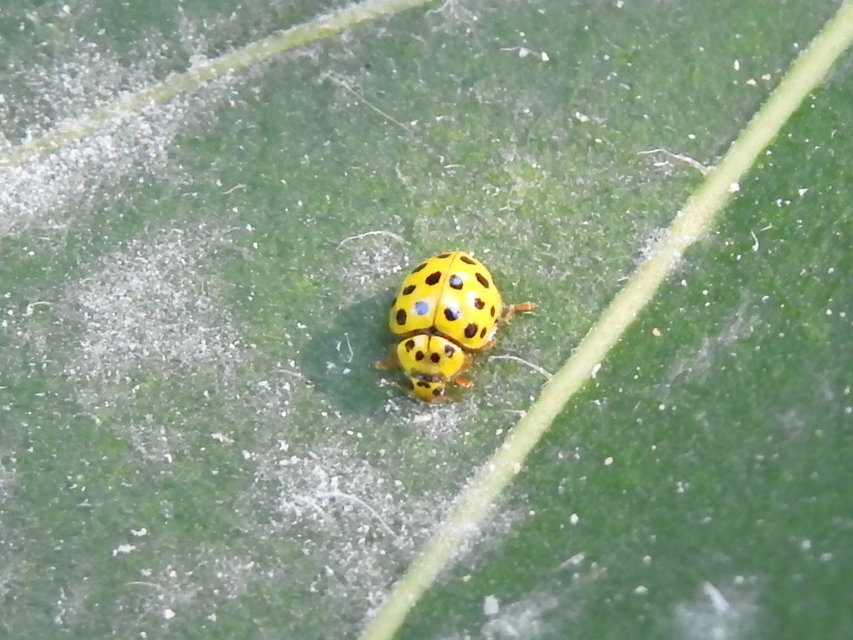 Psyllobora vigintiduopunctata - huszonkétpettyes katica