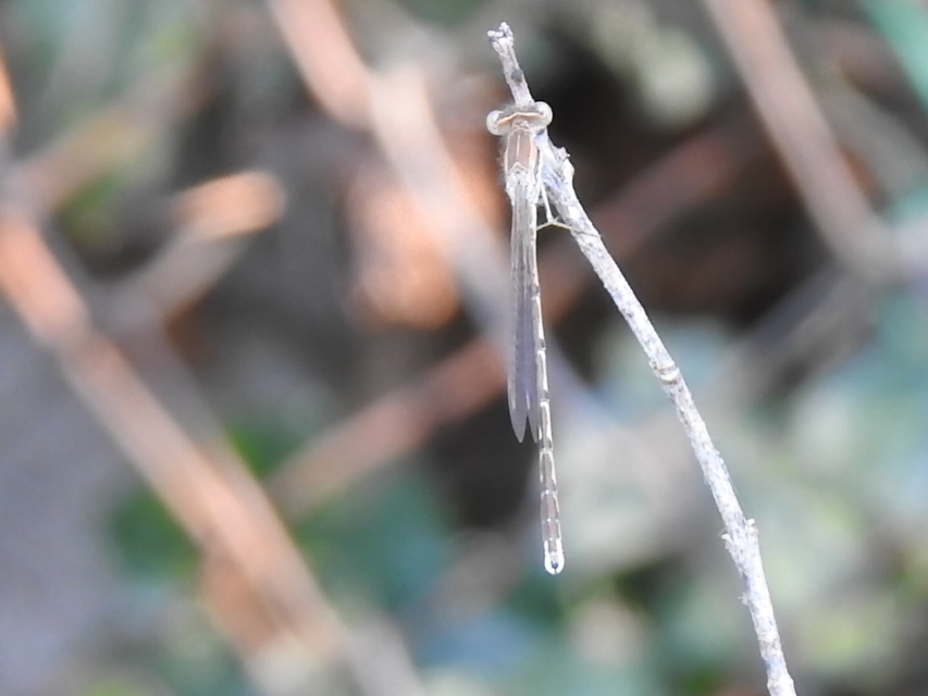 Sympecma fusca - téli rablószitakötő