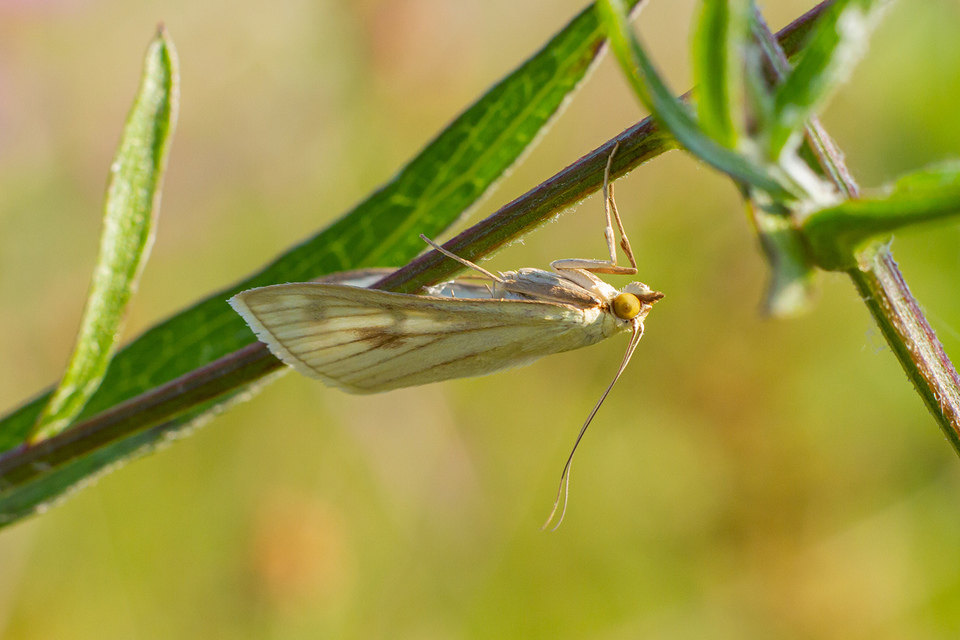 Sitochroa palealis - kénszárnyú dudvamoly