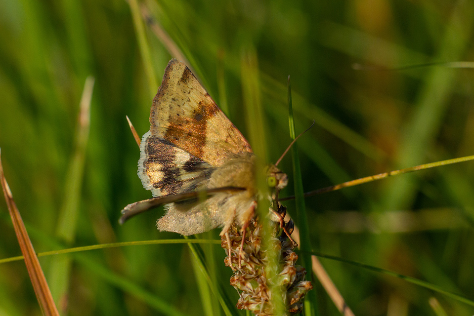 Heliothis viriplaca - mácsonyabagoly