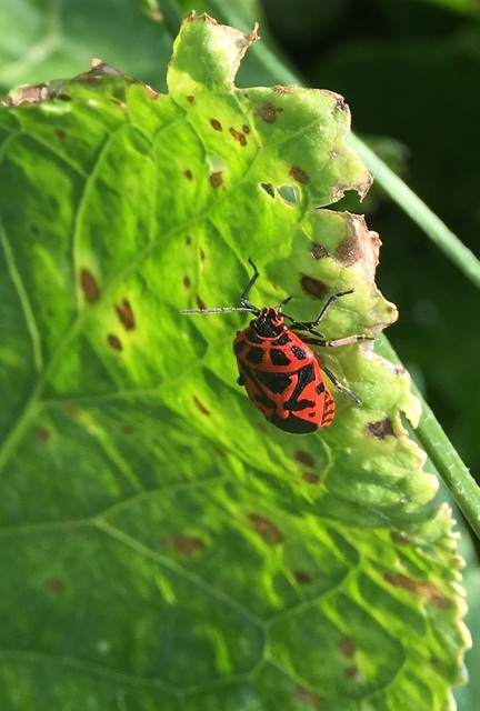 Eurydema