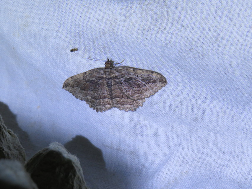 Philereme transversata - varjútövis-araszoló