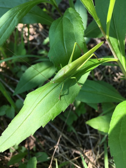 Ruspolia nitidula - nagy kúpfejűszöcske