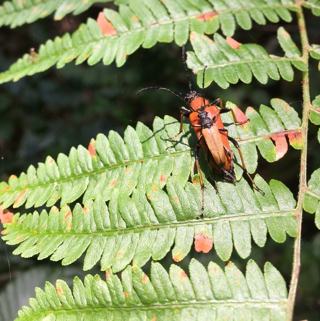 Stictoleptura rubra - vörös virágcincér