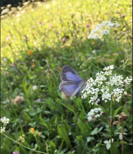 Celastrina argiolus - bengeboglárka