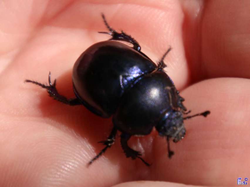 Trypocopris vernalis - tavaszi álganéjtúró