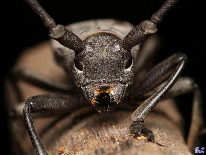 Morimus asper funereus - gyászcincér