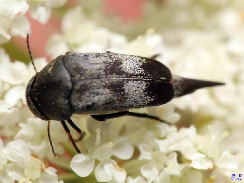 Variimorda villosa - szalagos maróka