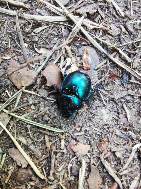 Trypocopris vernalis - tavaszi álganéjtúró
