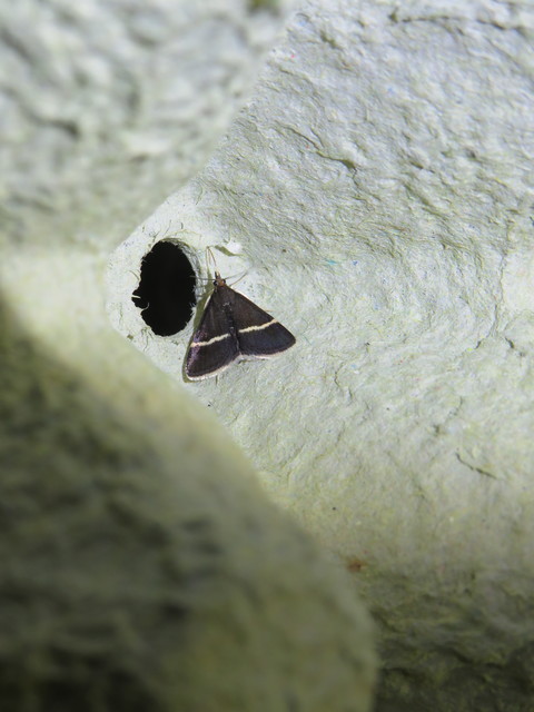 Pyrausta cingulata/rectefascialis