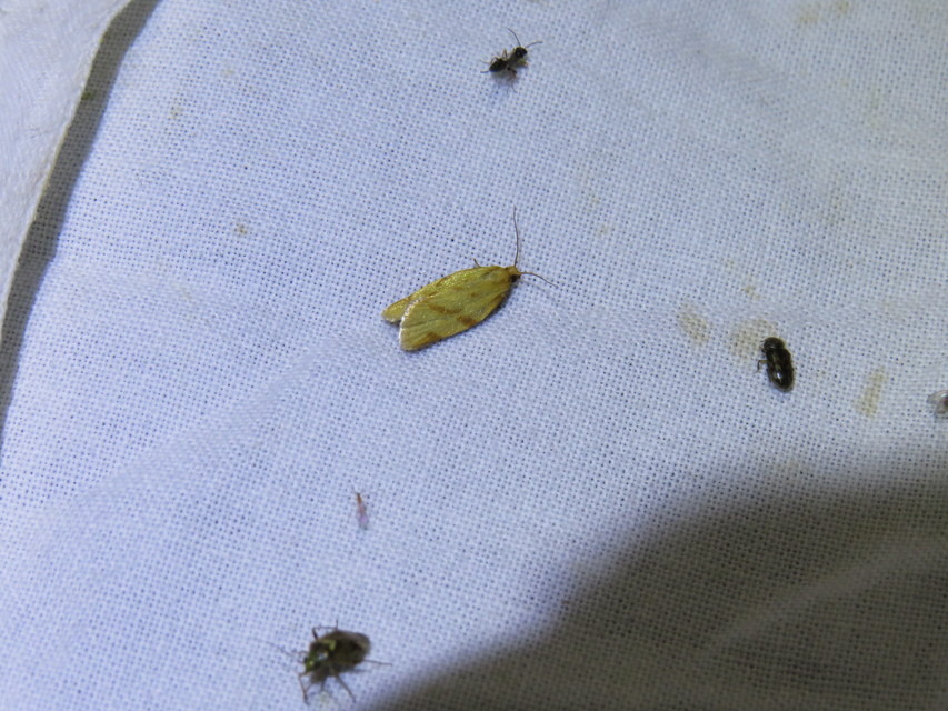 Clepsis pallidana - aranysárga sodrómoly