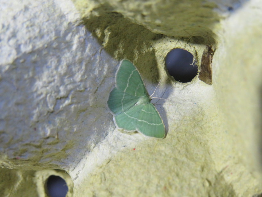 Chlorissa cloraria - sárgászöld araszoló