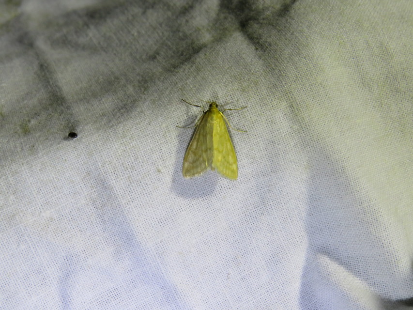 Sitochroa verticalis - világossárga dudvamoly