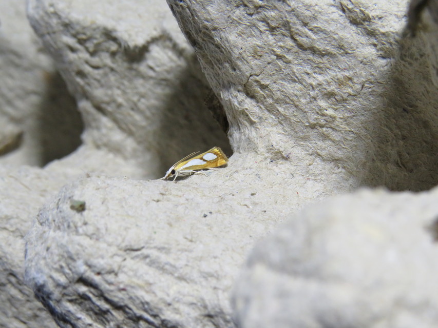 Catoptria pinella - ezüstös fűgyökérmoly