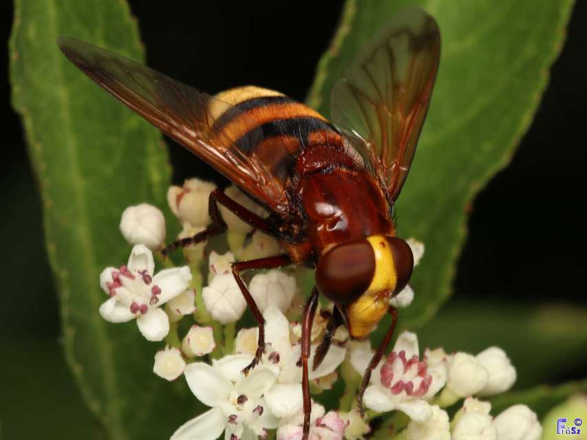 Volucella zonaria - kétöves pihelégy