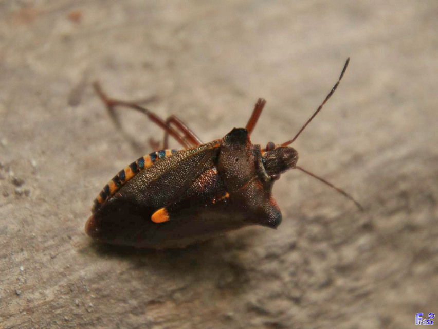 Pentatoma rufipes - vöröslábú címerespoloska Pentatoma rufipes - vöröslábú címerespoloska