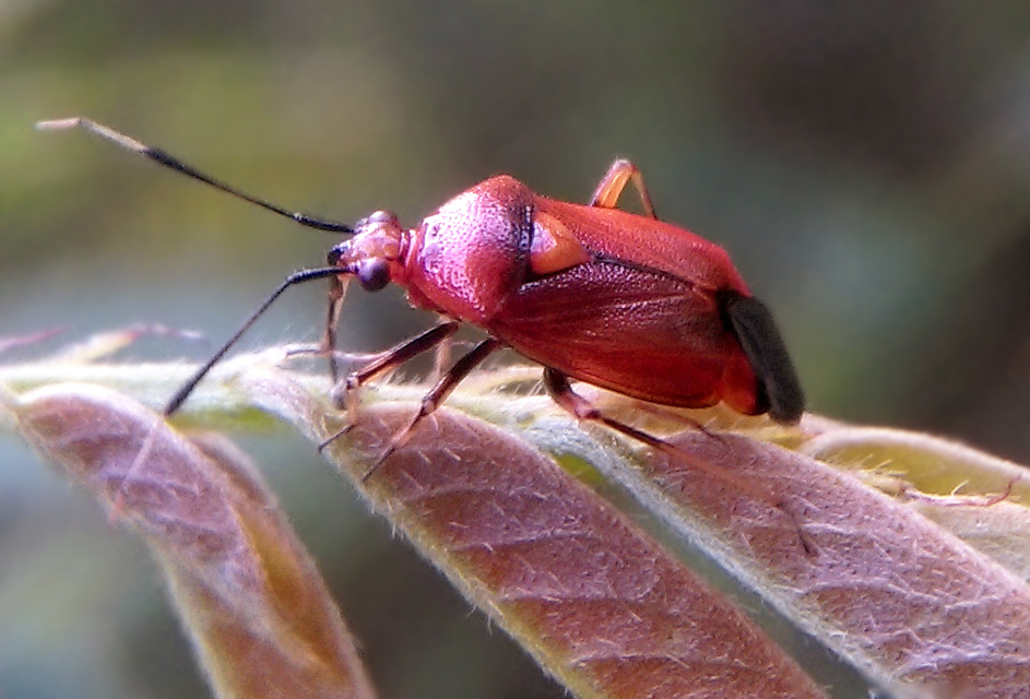 Deraeocoris ruber - vöröses mezeipoloska