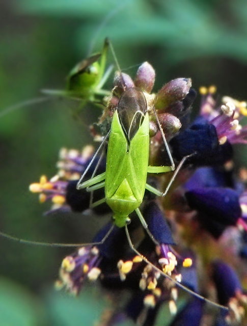 Calocoris affinis