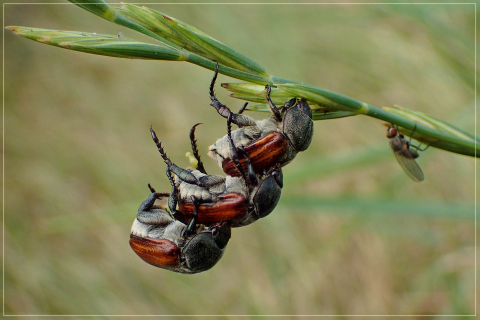 Anisoplia tempestiva - gabonaszipoly