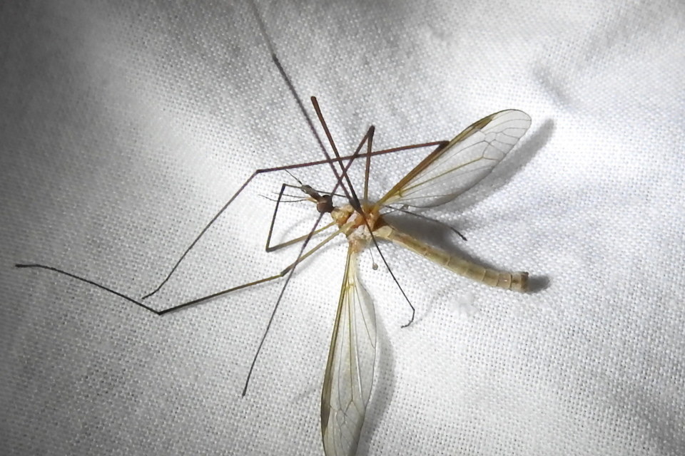 Tipula