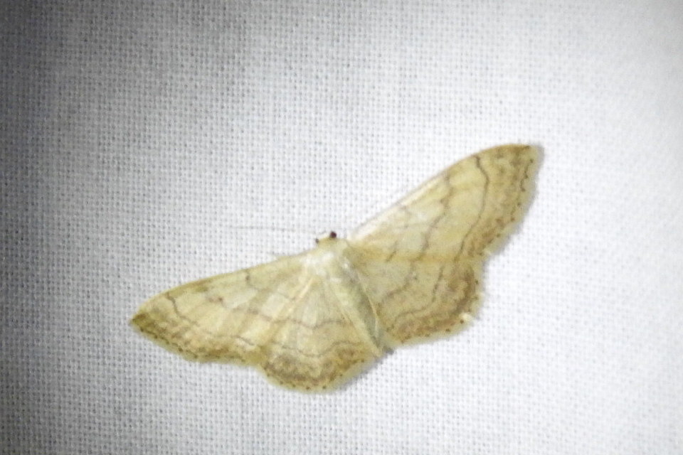 Idaea deversaria - egyszínű sávosaraszoló