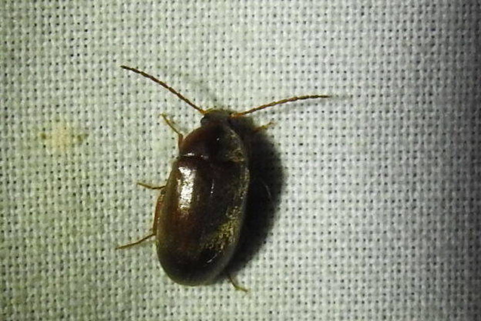 Hymenalia rufipes - rőtlábú alkonybogár