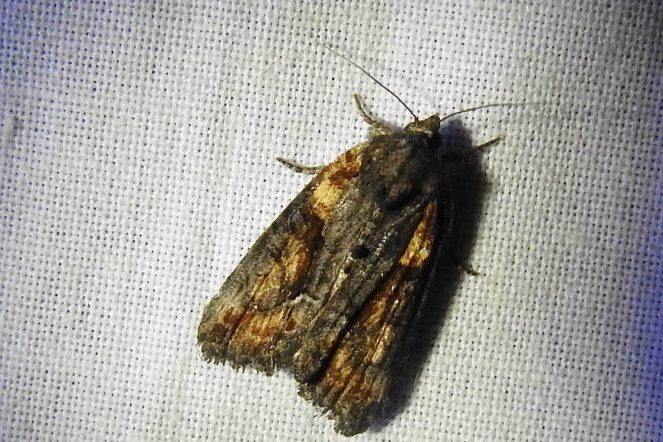 Bryophila raptricula/felina