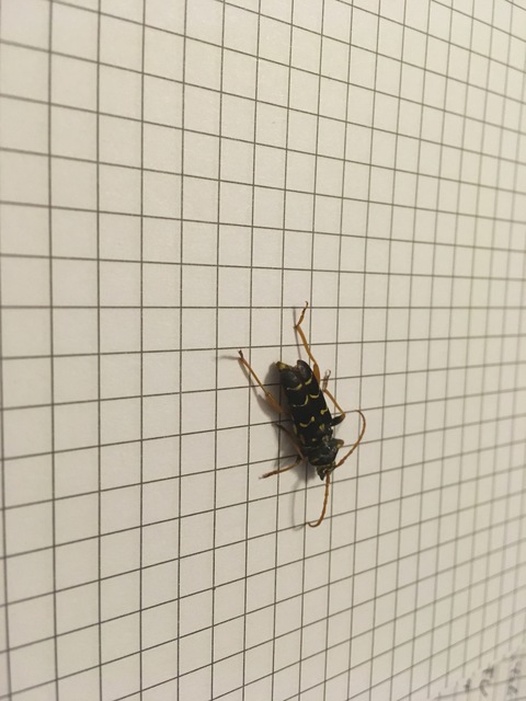 Plagionotus arcuatus - bársonyos darázscincér
