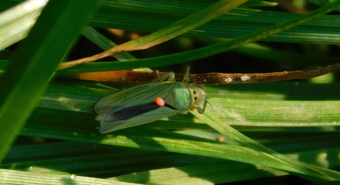 Cicadella viridis - méregzöld kabóca