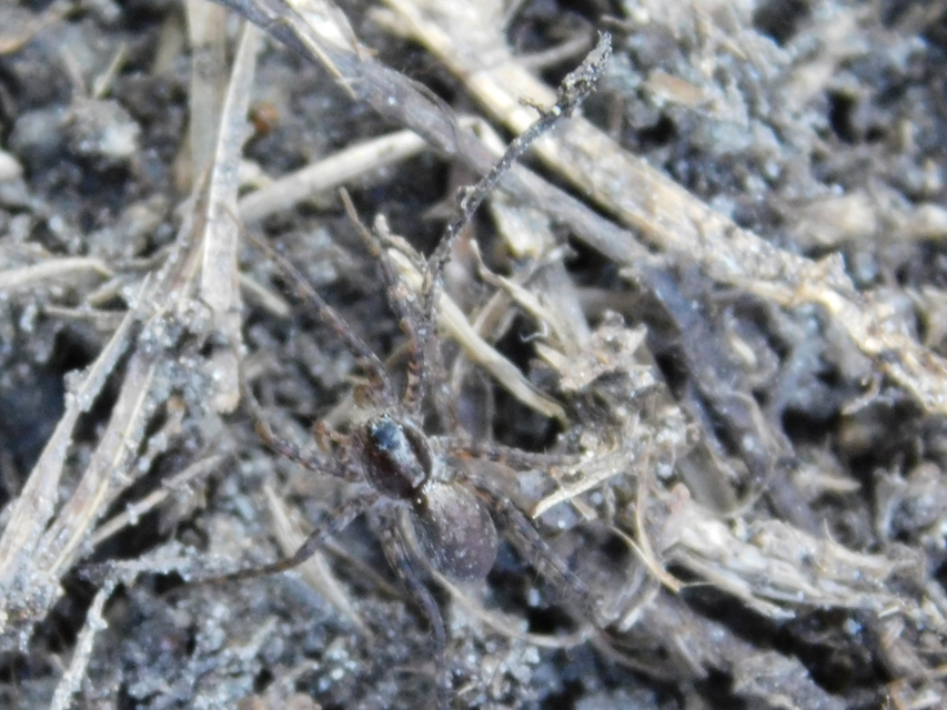 Pardosa alacris/lugubris