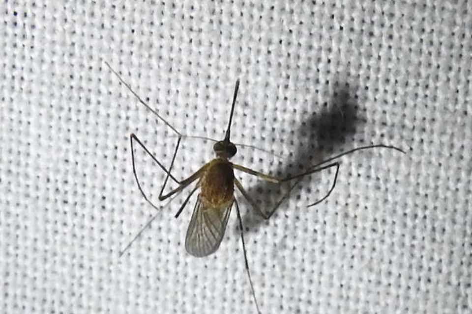Culicidae - csípőszúnyogok