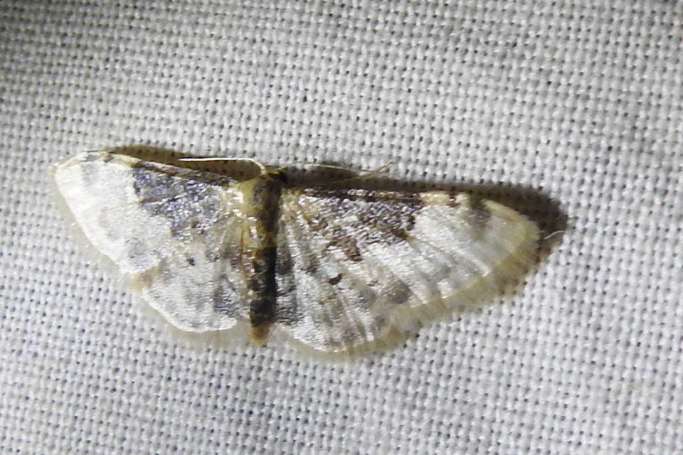 Idaea filicata - sötéttövű apróaraszoló